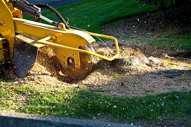 Dead Tree Removal in Scottdale, PA